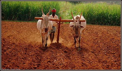 Understanding Agricultural Mechanization and its Prospects in India 